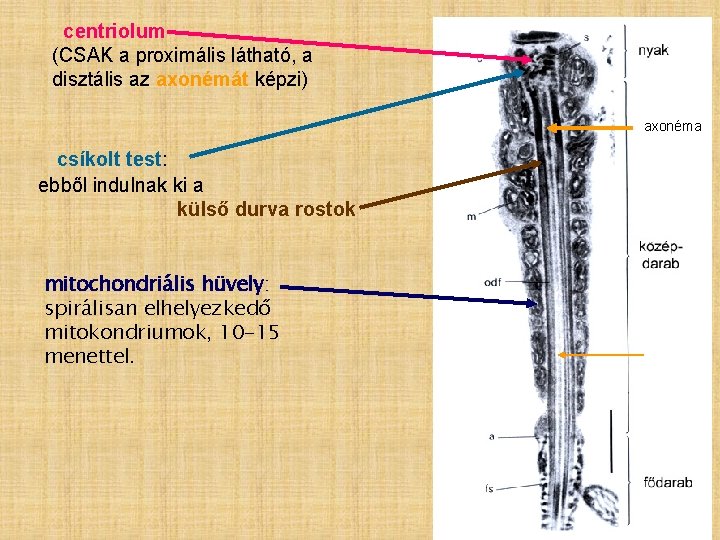 centriolum (CSAK a proximális látható, a disztális az axonémát képzi) axonéma csíkolt test: ebből