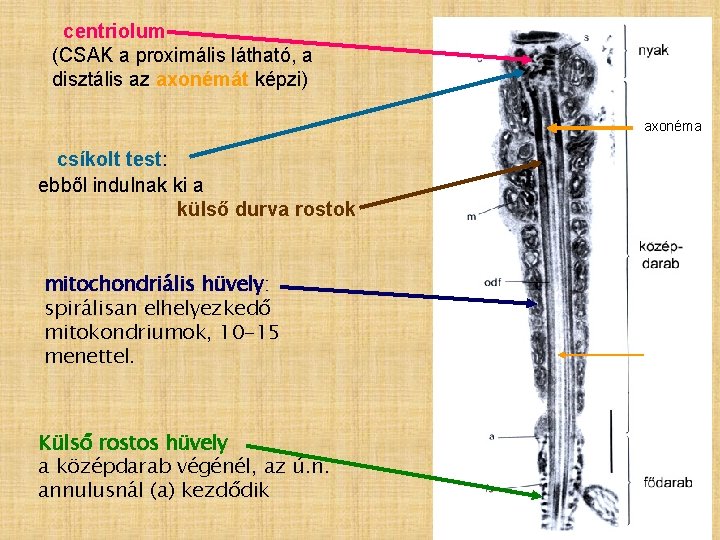 centriolum (CSAK a proximális látható, a disztális az axonémát képzi) axonéma csíkolt test: ebből