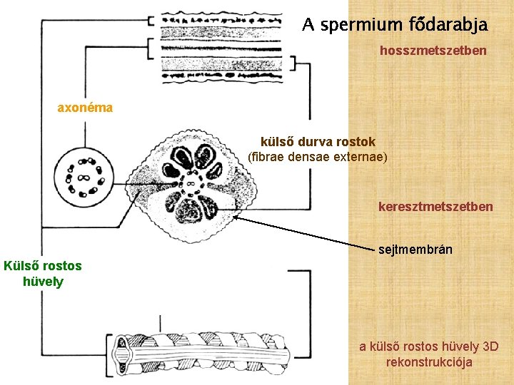 A spermium fődarabja hosszmetszetben axonéma külső durva rostok (fibrae densae externae) keresztmetszetben sejtmembrán Külső