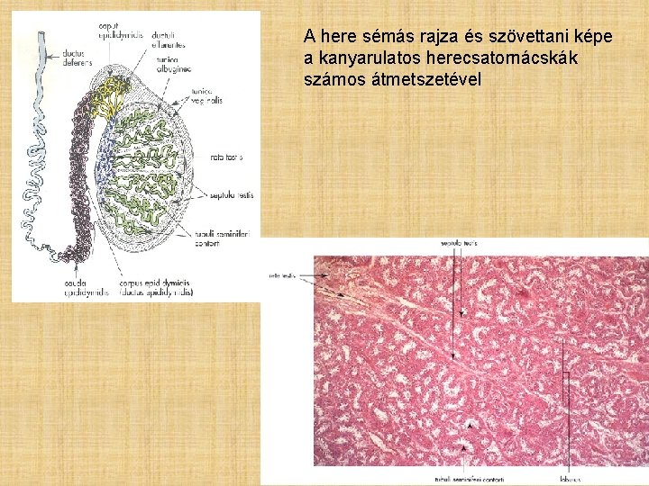 A here sémás rajza és szövettani képe a kanyarulatos herecsatornácskák számos átmetszetével 