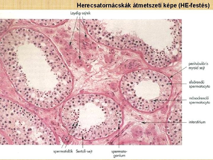 Herecsatornácskák átmetszeti képe (HE-festés) 