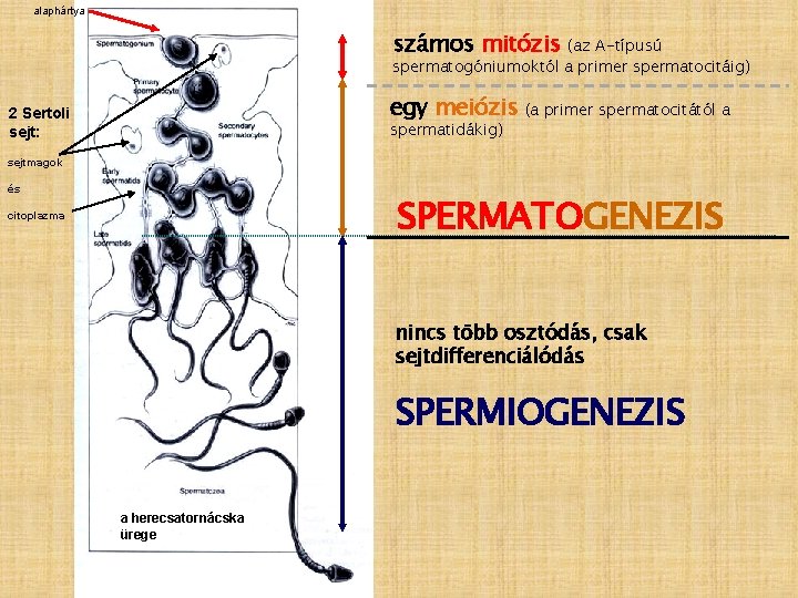 alaphártya számos mitózis (az A-típusú spermatogóniumoktól a primer spermatocitáig) egy meiózis 2 Sertoli sejt: