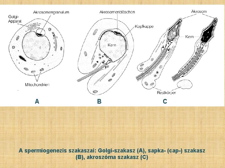 A B C A spermiogenezis szakaszai: Golgi-szakasz (A), sapka- (cap-) szakasz (B), akroszóma szakasz