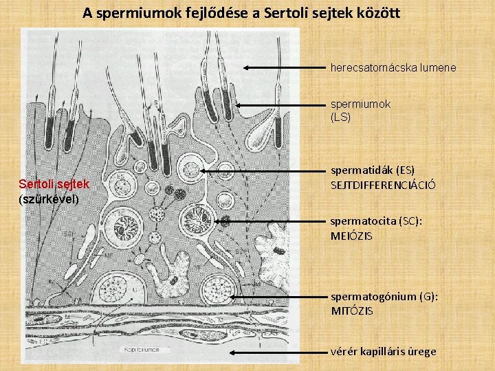 A spermiumok fejlődése a Sertoli sejtek között herecsatornácska lumene spermiumok (LS) Sertoli sejtek (szürkével)