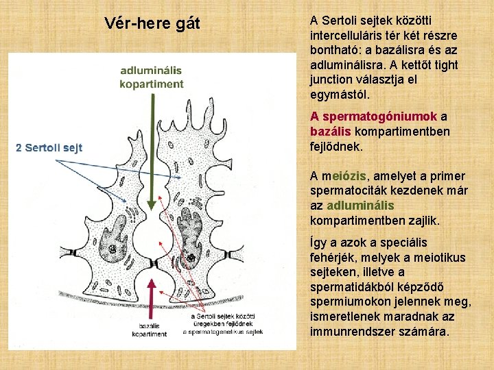 Vér-here gát A Sertoli sejtek közötti intercelluláris tér két részre bontható: a bazálisra és