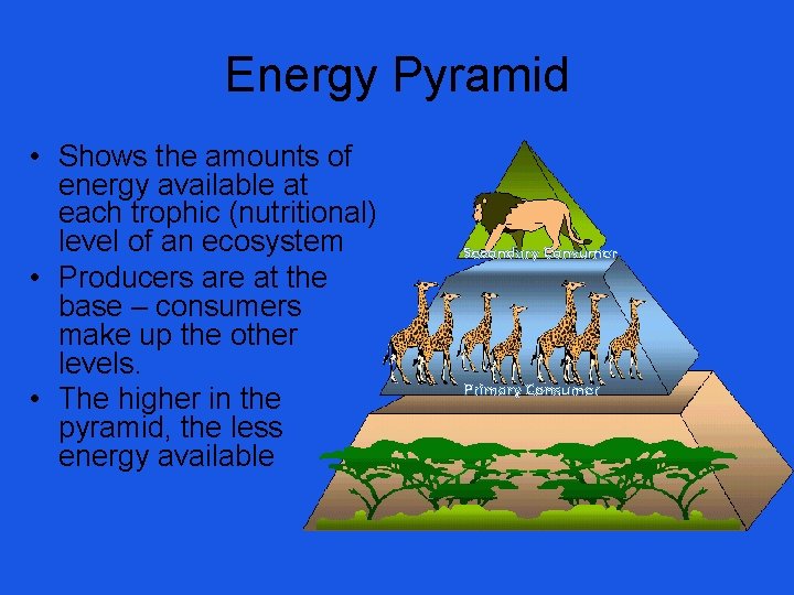 Energy Pyramid • Shows the amounts of energy available at each trophic (nutritional) level