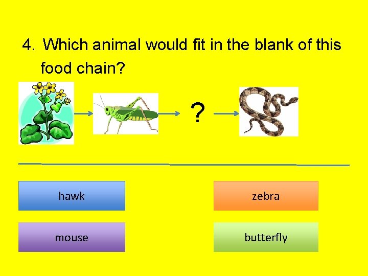 4. Which animal would fit in the blank of this food chain? ? ?