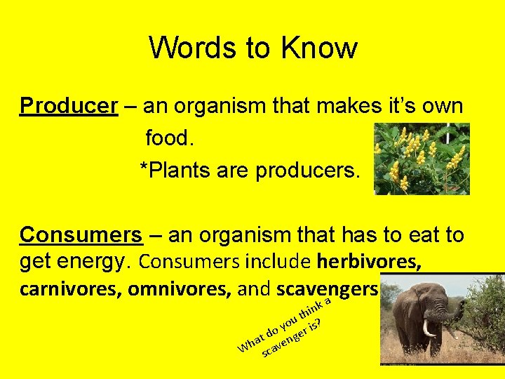 Words to Know Producer – an organism that makes it’s own food. *Plants are