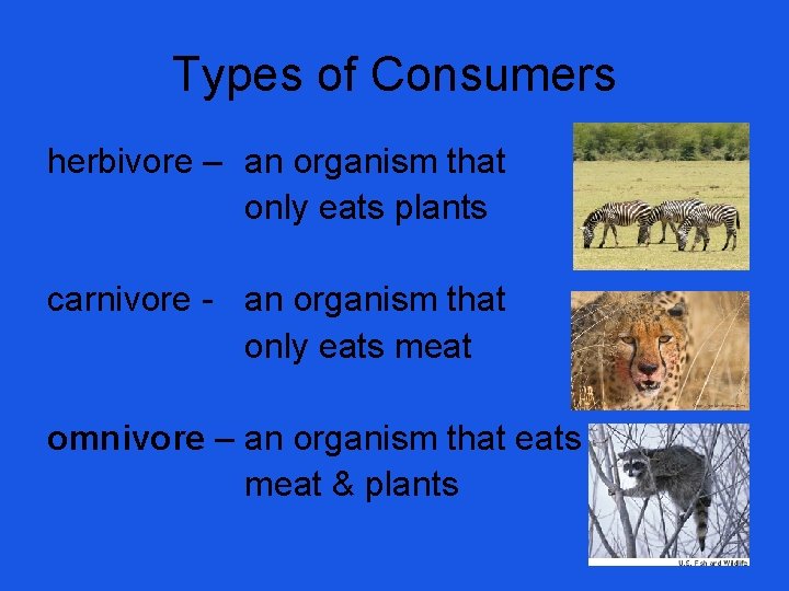 Types of Consumers herbivore – an organism that only eats plants carnivore - an