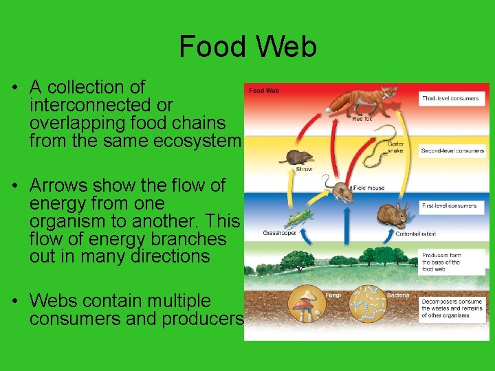 Food Web • A collection of interconnected or overlapping food chains from the same