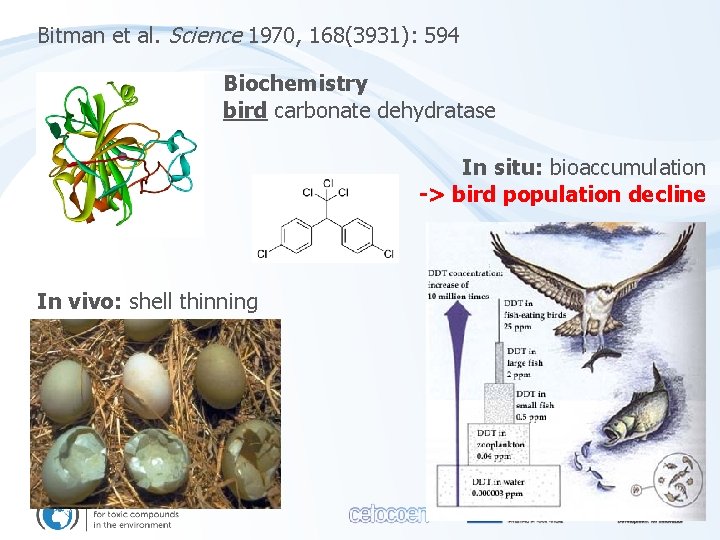Bitman et al. Science 1970, 168(3931): 594 Biochemistry bird carbonate dehydratase In situ: bioaccumulation