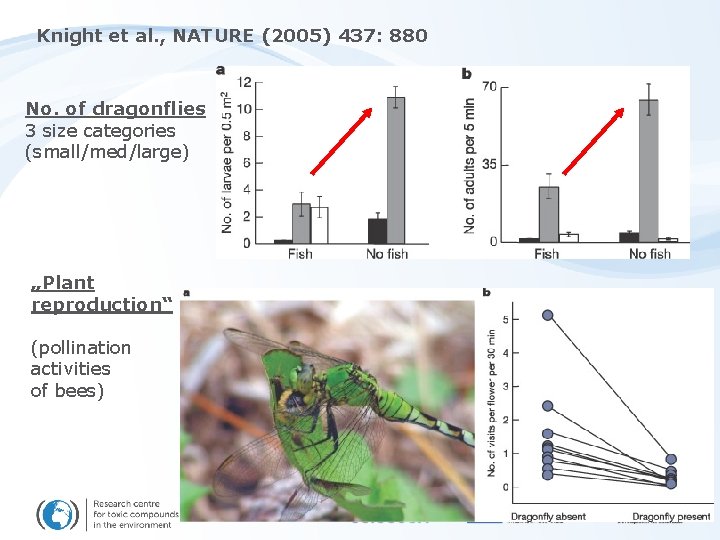 Knight et al. , NATURE (2005) 437: 880 No. of dragonflies 3 size categories