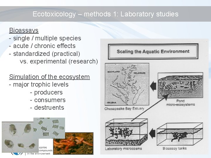 Ecotoxicology – methods 1: Laboratory studies Bioassays - single / multiple species - acute