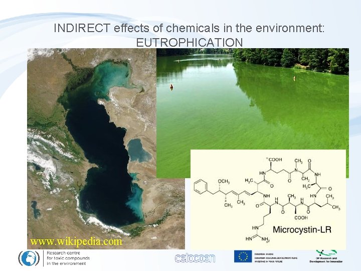 INDIRECT effects of chemicals in the environment: EUTROPHICATION www. wikipedia. com 