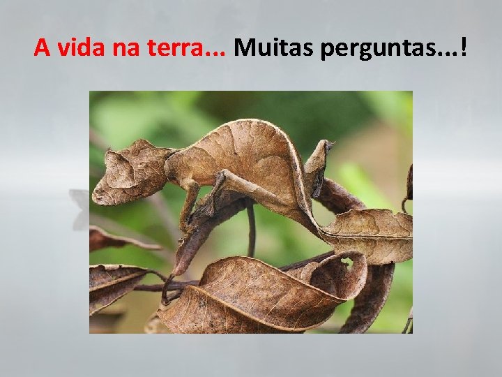 A vida na terra. . . Muitas perguntas. . . ! 