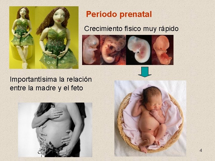 Período prenatal Crecimiento físico muy rápido Importantísima la relación entre la madre y el