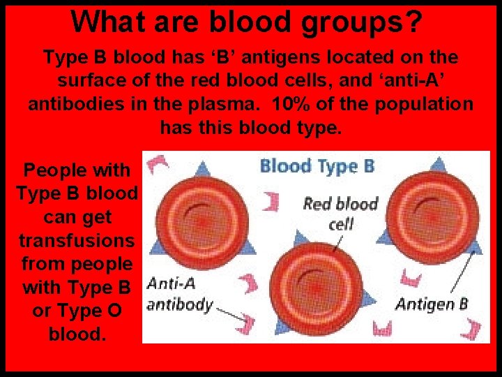 What are blood groups? Type B blood has ‘B’ antigens located on the surface