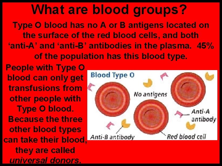 What are blood groups? Type O blood has no A or B antigens located