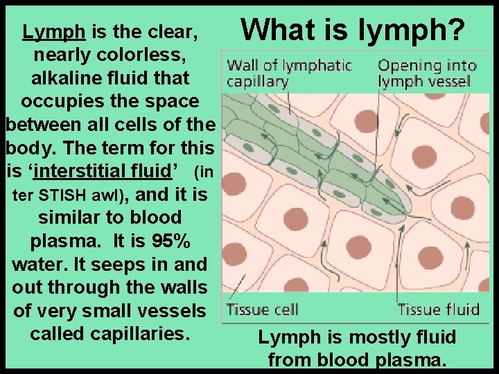 Lymph is the clear, nearly colorless, alkaline fluid that occupies the space between all