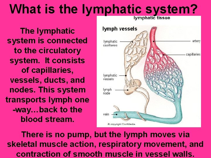 What is the lymphatic system? The lymphatic system is connected to the circulatory system.