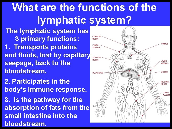 What are the functions of the lymphatic system? The lymphatic system has 3 primary