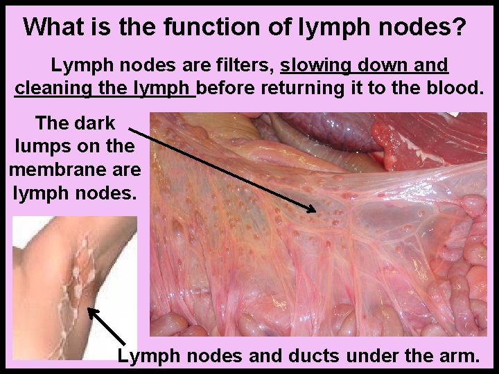 What is the function of lymph nodes? Lymph nodes are filters, slowing down and