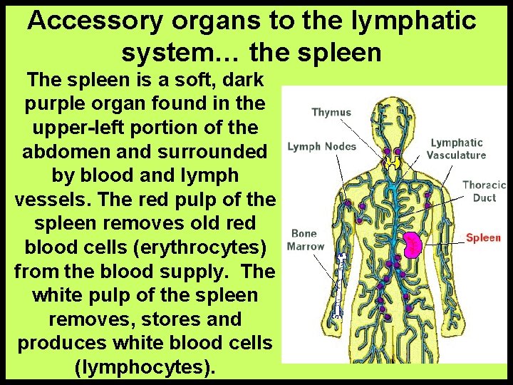 Accessory organs to the lymphatic system… the spleen The spleen is a soft, dark