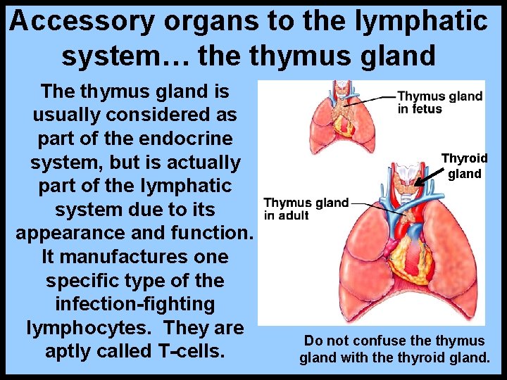 Accessory organs to the lymphatic system… the thymus gland The thymus gland is usually