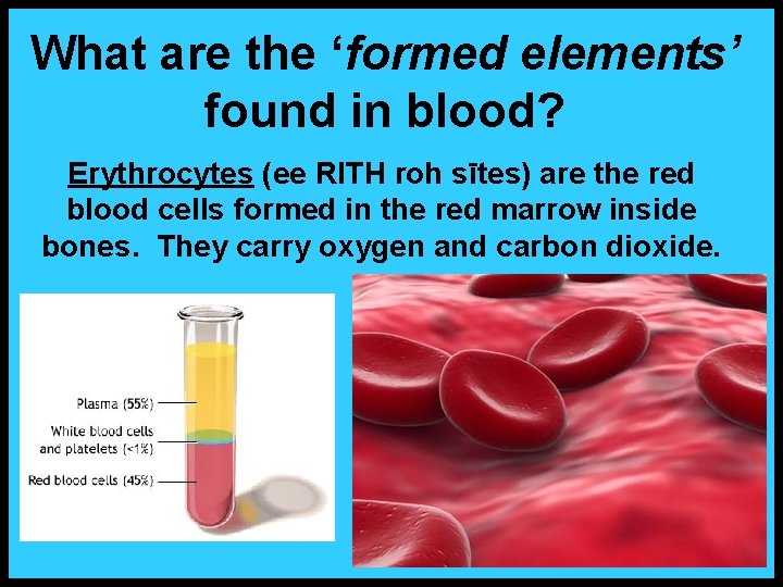 What are the ‘formed elements’ found in blood? Erythrocytes (ee RITH roh sītes) are