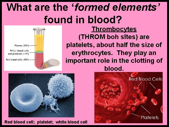 What are the ‘formed elements’ found in blood? Thrombocytes (THROM boh sītes) are platelets,