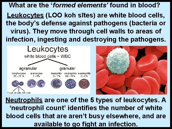 What are the ‘formed elements’ found in blood? Leukocytes (LOO koh sītes) are white