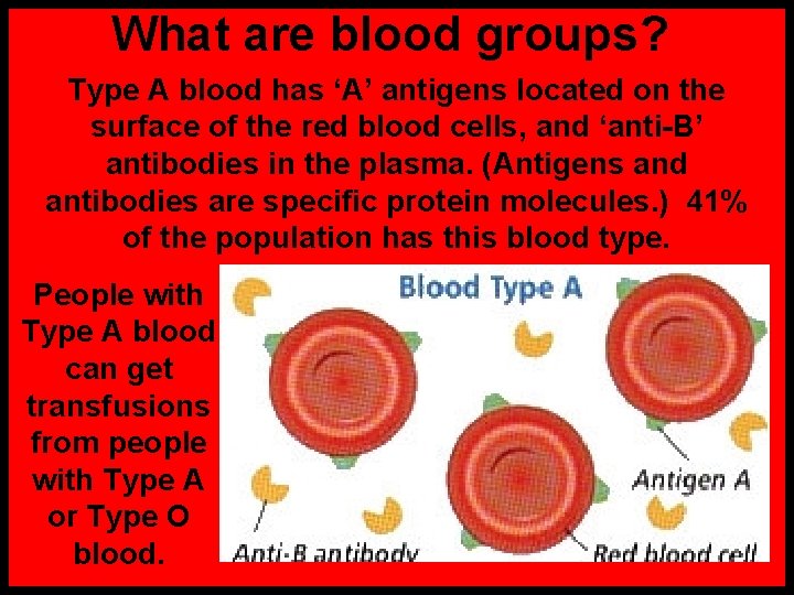 What are blood groups? Type A blood has ‘A’ antigens located on the surface