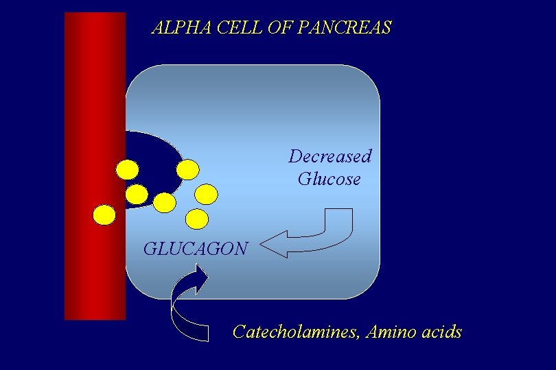 ALPHA CELL OF PANCREAS Decreased Glucose GLUCAGON Catecholamines, Amino acids 