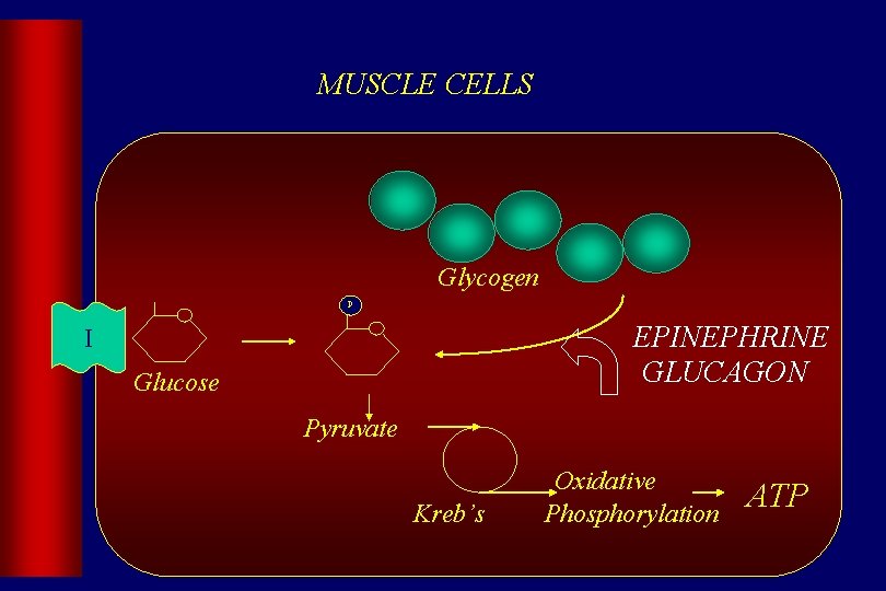 MUSCLE CELLS Glycogen P EPINEPHRINE GLUCAGON I Glucose Pyruvate Kreb’s Oxidative Phosphorylation ATP 
