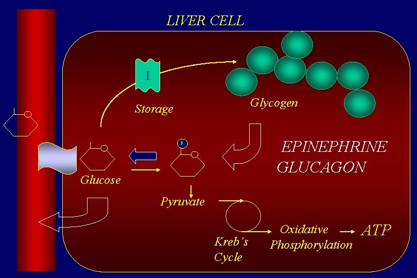 LIVER CELL I Glycogen Storage EPINEPHRINE GLUCAGON P Glucose Pyruvate Kreb’s Cycle Oxidative Phosphorylation
