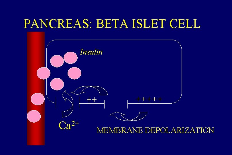 PANCREAS: BETA ISLET CELL Insulin ++ Ca 2+ +++++ MEMBRANE DEPOLARIZATION 