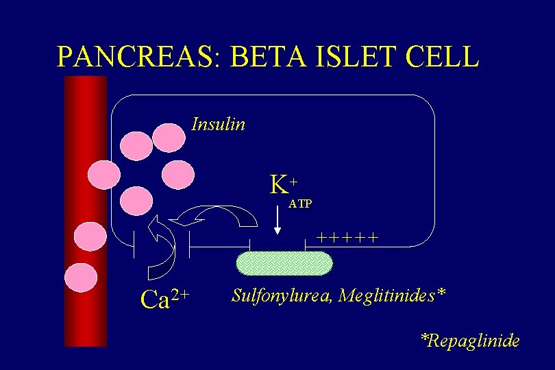 PANCREAS: BETA ISLET CELL Insulin K+ ATP +++++ Ca 2+ Sulfonylurea, Meglitinides* *Repaglinide 