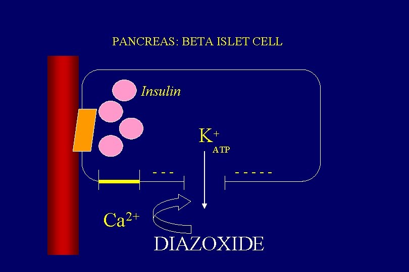 PANCREAS: BETA ISLET CELL Insulin K+ ATP ----- Ca 2+ DIAZOXIDE 