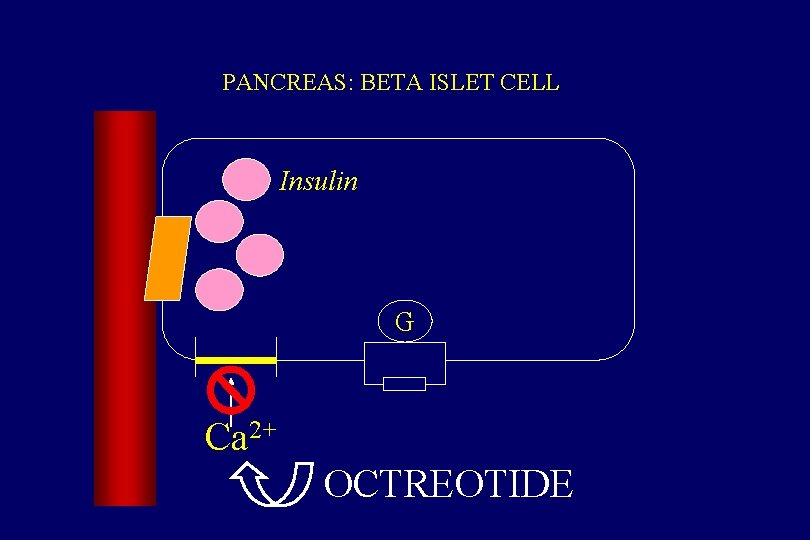 PANCREAS: BETA ISLET CELL Insulin G Ca 2+ OCTREOTIDE 