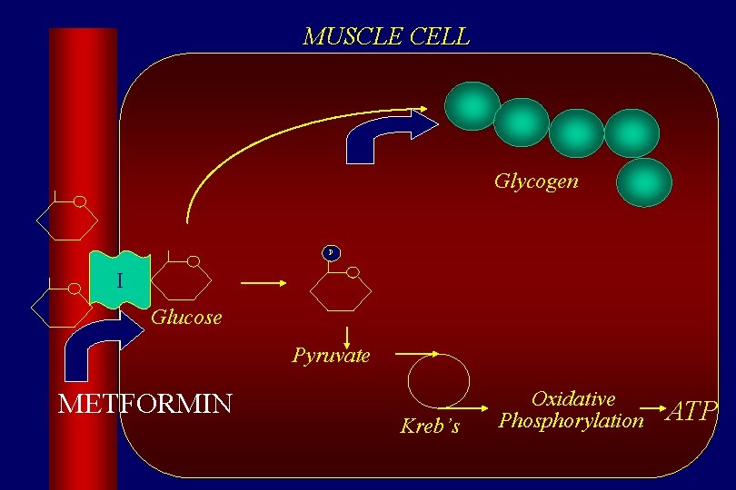 MUSCLE CELL Glycogen P I Glucose Pyruvate METFORMIN Kreb’s Oxidative Phosphorylation ATP 