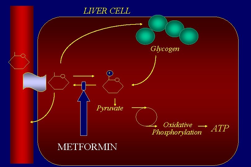 LIVER CELL Glycogen P Pyruvate Oxidative Phosphorylation METFORMIN ATP 