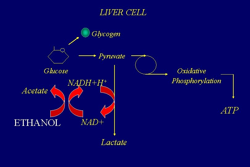 LIVER CELL Glycogen Pyruvate Glucose Acetate NADH+H+ Oxidative Phosphorylation ATP ETHANOL NAD+ Lactate 