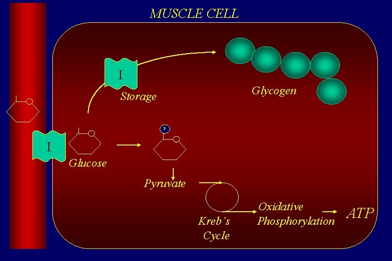 MUSCLE CELL I Glycogen Storage P I Glucose Pyruvate Kreb’s Cycle Oxidative Phosphorylation ATP
