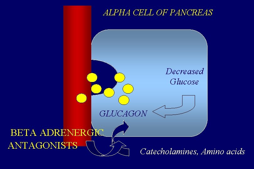 ALPHA CELL OF PANCREAS Decreased Glucose GLUCAGON BETA ADRENERGIC ANTAGONISTS Catecholamines, Amino acids 