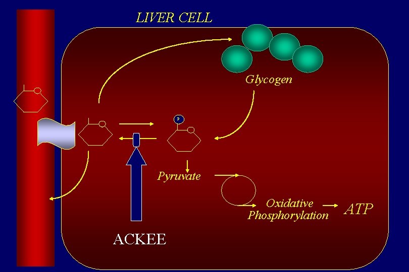 LIVER CELL Glycogen P Pyruvate Oxidative Phosphorylation ACKEE ATP 