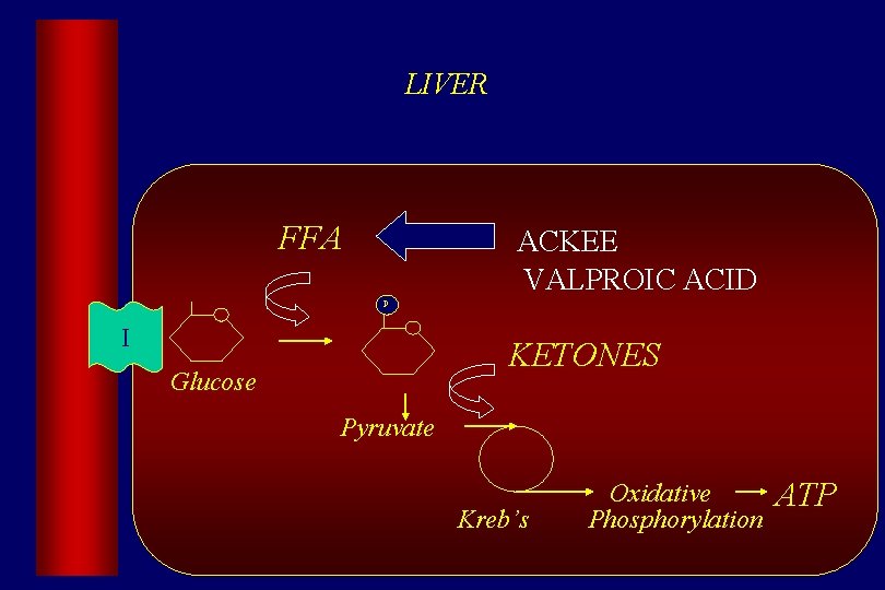 LIVER FFA ACKEE VALPROIC ACID P I KETONES Glucose Pyruvate Kreb’s Oxidative Phosphorylation ATP