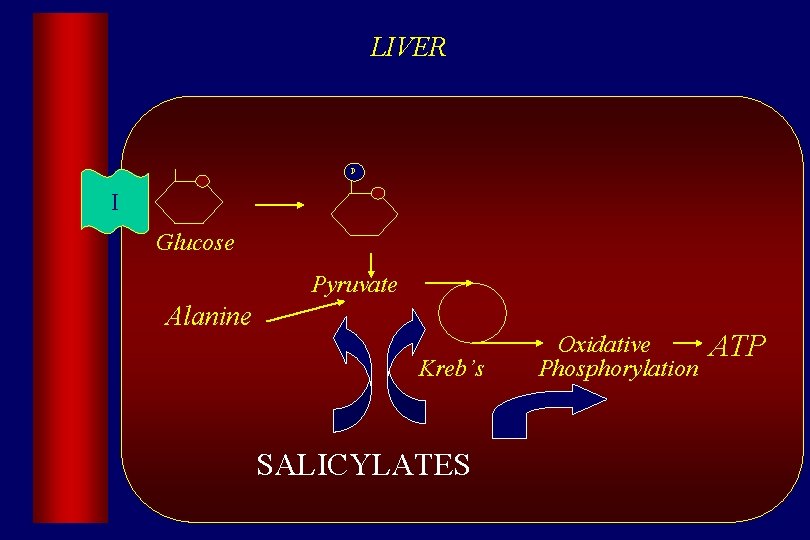 LIVER P I Glucose Pyruvate Alanine Kreb’s SALICYLATES Oxidative Phosphorylation ATP 