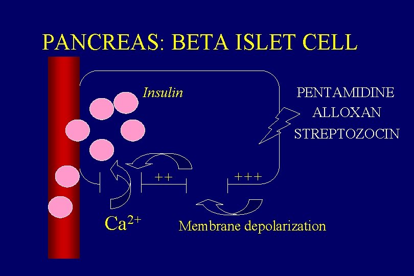 PANCREAS: BETA ISLET CELL Insulin ++ Ca 2+ PENTAMIDINE ALLOXAN STREPTOZOCIN +++ Membrane depolarization