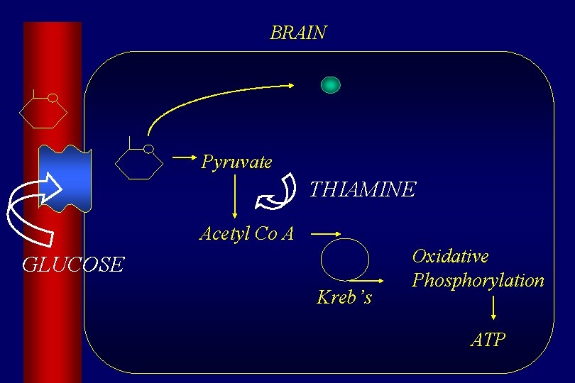 BRAIN Pyruvate P THIAMINE Acetyl Co A GLUCOSE Kreb’s Oxidative Phosphorylation ATP 