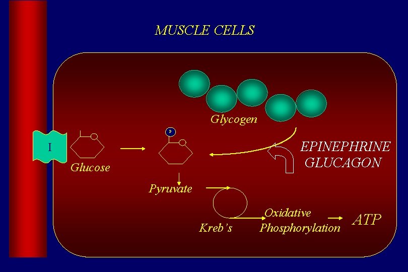 MUSCLE CELLS Glycogen P EPINEPHRINE GLUCAGON I Glucose Pyruvate Kreb’s Oxidative Phosphorylation ATP 